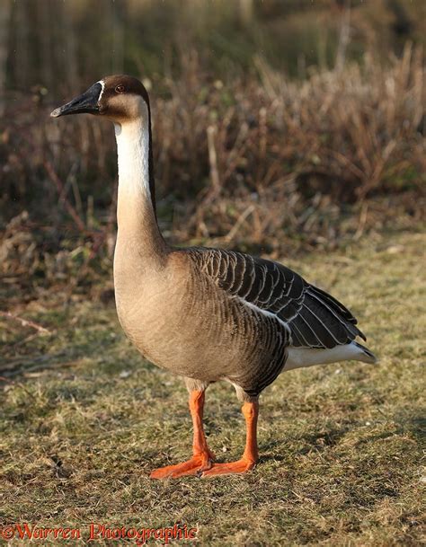 east asian swans